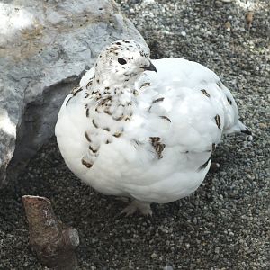 Rock Ptarmigan (Lagopus muta helvetica) at Alpenzoo Innsbruck - April 11 2015