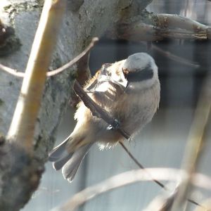 European Penduline-tit (Remiz pendulinus pendulinus) at Alpenzoo Innsbruck - April 11 2015