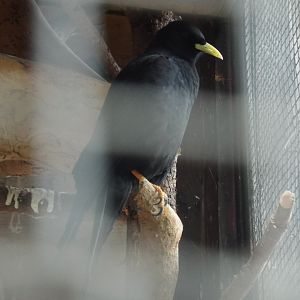 Alpine Chough (Pyrrhocorax graculus graculus) at Alpenzoo Innsbruck - April 11 2015