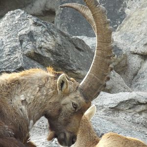 Alpine Ibex (Capra ibex ibex) at Alpenzoo Innsbruck - April 11 2015