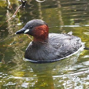 Dabchick (Tachybaptus ruficollis ruficollis) at Alpenzoo Innsbruck - April 11 2015