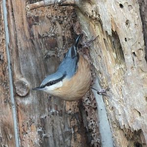 Eurasian Nuthatch (Sitta europaea caesia) at Alpenzoo Innsbruck - April 11 2015