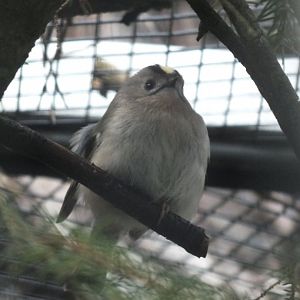 Goldcrest (Regulus regulus regulus) at Alpenzoo Innsbruck - April 11 2015