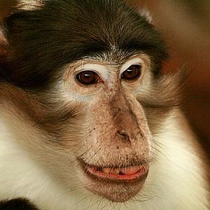 Collared Mangabey
