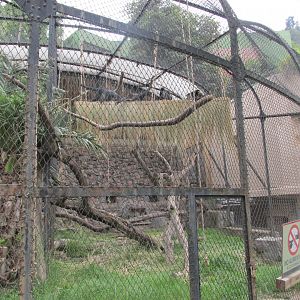 spider monkey exhibit