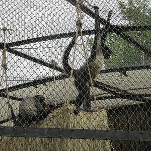 geoffroy's spider monkey