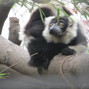 black and white ruffled lemur