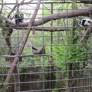 lemur exhibit