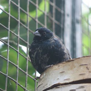 Blue-backed grassquit - Volatinia jacarina