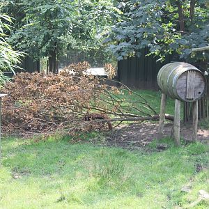 Panda - Muntjac enclosure