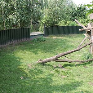 Enclosure Panda and Muntjac