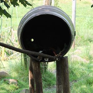 Barrel with Red panda