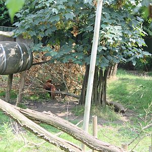 Panda - Muntjac enclosure