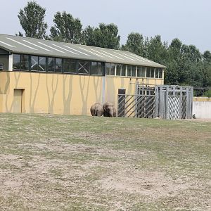 Elephant - Monkey stable