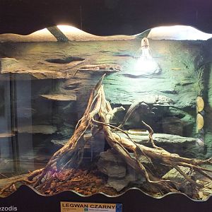 Black Iguana Enclosure - Wroclaw Zoo Terrarium