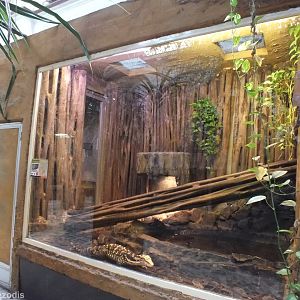 Philippine Water Monitor - Wroclaw Zoo Terrarium