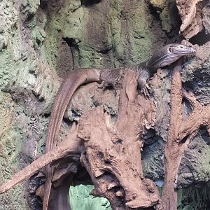 Merten's Water Monitor - Wroclaw Zoo Terrarium