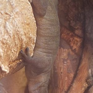 Vietnamese Golden Gecko - Wroclaw Zoo Terrarium