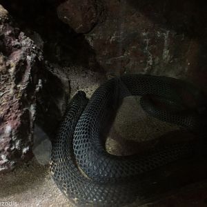 Mozambique Spitting-cobra -  - Wroclaw Zoo Terrarium