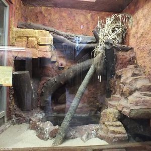 Mozambique Spitting Cobra Enclosure - Wroclaw Zoo Terrarium