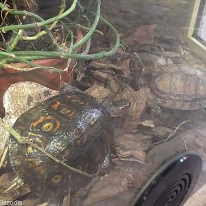 Two Subspecies of Neotropical Painted Wood-turtles Side-by-side - Wroclaw Zoo Terrarium