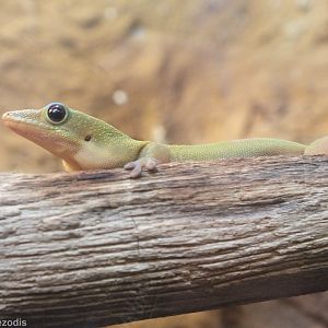 Broad-tailed Day-gecko - Wroclaw Zoo Terrarium
