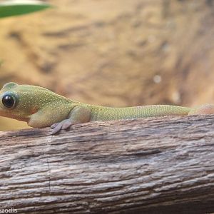 Broad-tailed Day-gecko - Wroclaw Zoo Terrarium