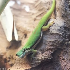 Island Day Gecko - Wroclaw Zoo Terrarium
