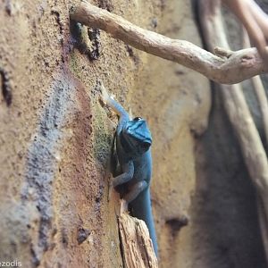 Electric-blue Day-gecko - Wroclaw Zoo Terrarium
