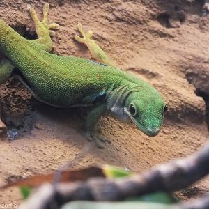 Peacock Day-gecko - Wroclaw Zoo Terrarium