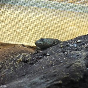 Dalmatian Wall Lizard - Wroclaw Zoo Terrarium