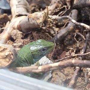 Balkan Green-lizard - Wroclaw Zoo Terrarium