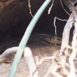 Peloponese Wall Lizard - Wroclaw Zoo Terrarium