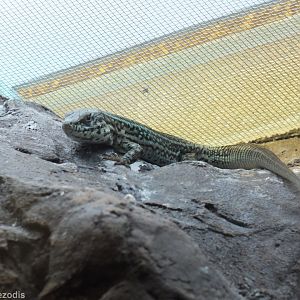 Common Wall Lizard - Wroclaw Zoo Terrarium