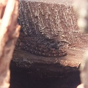 Tenerife Wall Gecko- Wroclaw Zoo Terrarium
