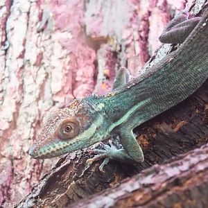 Holguin Anole - Wroclaw Zoo Terrarium