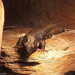Northern Tenerife Lizard - Wroclaw Zoo Terrarium