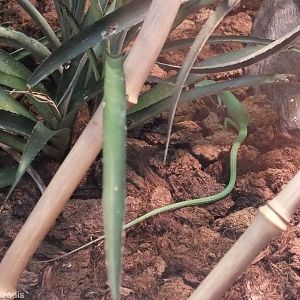 Emerald Glass Lizard Showing Extremely Long Tail - Wroclaw Zoo Terrarium