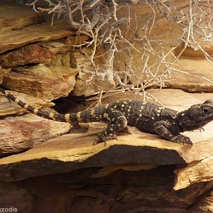 Starred Agama - Wroclaw Zoo Terrarium