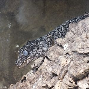 Gargoyle Gecko - Wroclaw Zoo Terrarium
