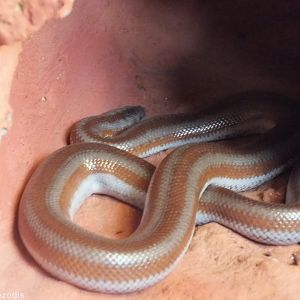 Coastal Rosy Boa (L. t. roseofusca) - Wroclaw Zoo Terrarium