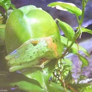 Lemur Leaf-frog - Wroclaw Zoo Terrarium
