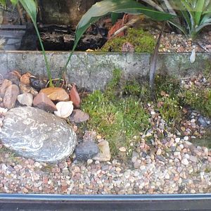 Well-chamouflaged Chacoan Burrowing Frog - Wroclaw Zoo Terrarium