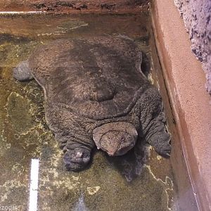 Burmese Peacock Soft-shelled Turtle - Wroclaw Zoo Terrarium