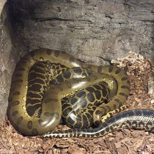 Green and Yellow Anaconda - Wroclaw Zoo Terrarium