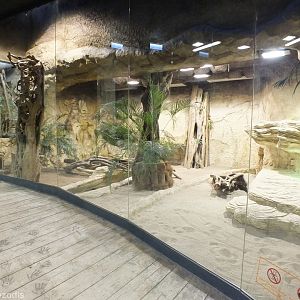 (Relatively New) Komodo Dragon Area- Wroclaw Zoo Terrarium