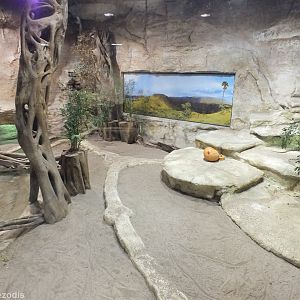 Part of the Komodo Dragon Enclosure - Wroclaw Zoo Terrarium