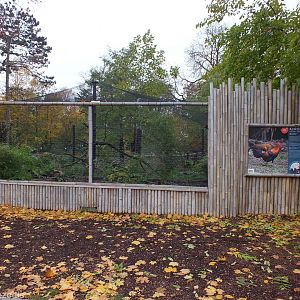 Red Junglefowl Enclosure