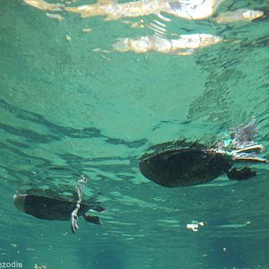 Eiders Underwater