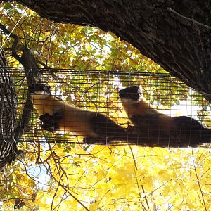 Yellow-throated Martens in Overhead Passageway